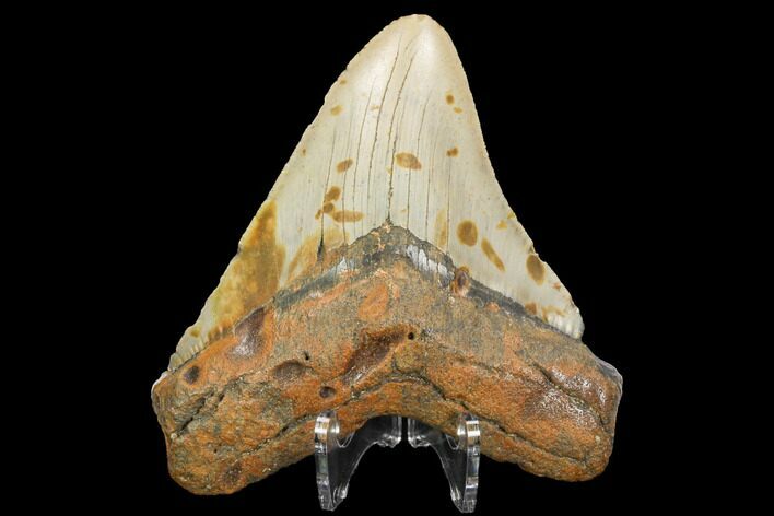 Fossil Megalodon Tooth - North Carolina #124638